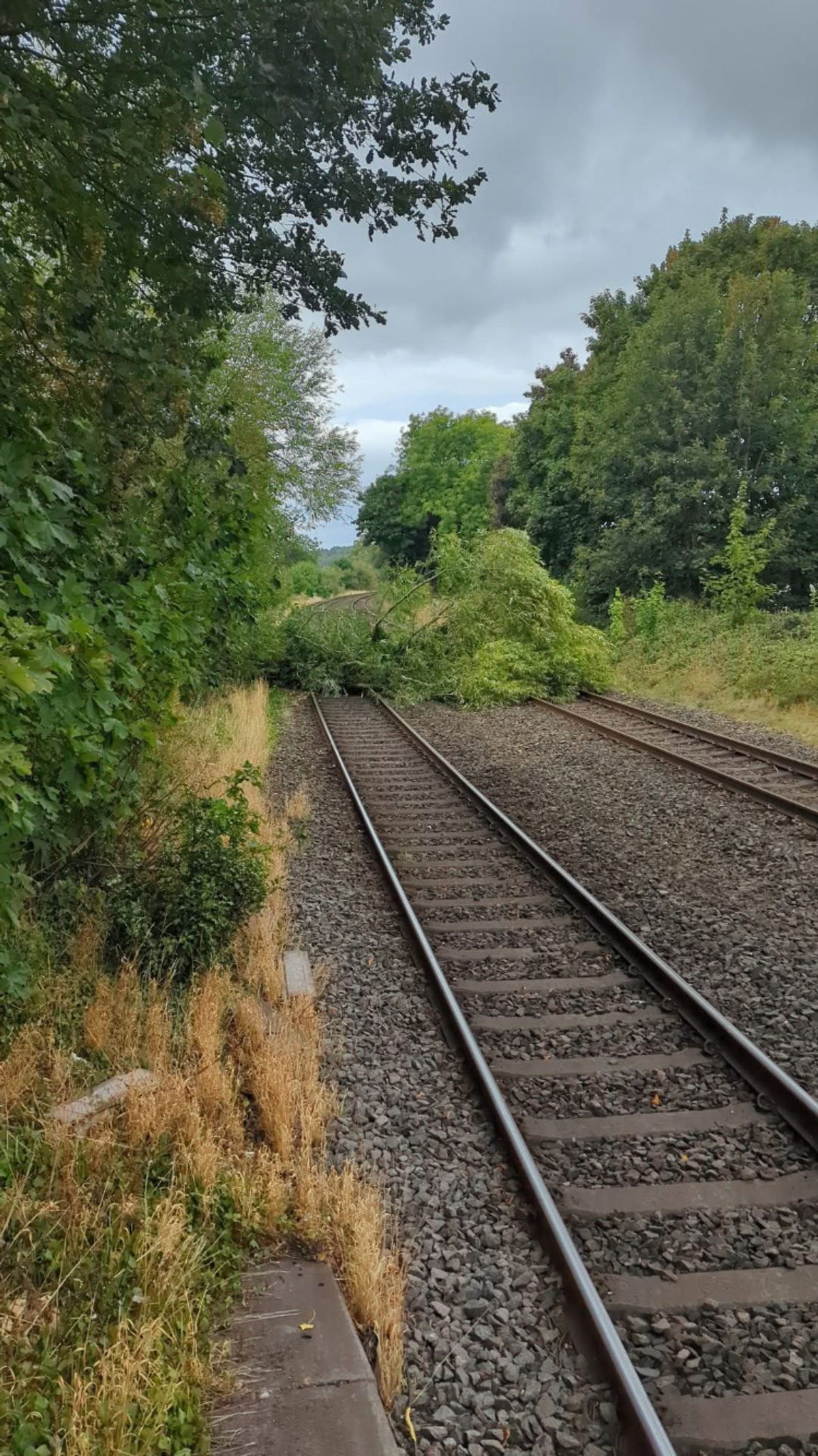 Train services cancelled and rail replacement buses being prepared after tree falls and blocks line near Hagley