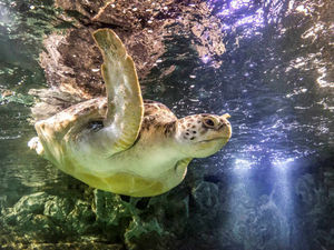 Supporting image for story: WIN: A family ticket to National SEALIFE Centre Birmingham