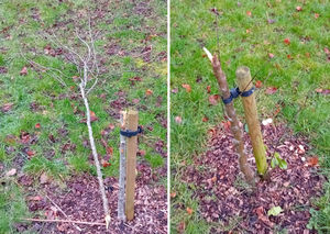 8 trees have been damaged in the recent bout of vandalism at the Covid memorial woodland in Newport