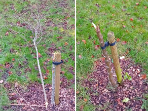 Supporting image for story: 'We won't let vandalism win in our town' - Heartbreak as memorial woodland hit by vandals days after trees were replaced