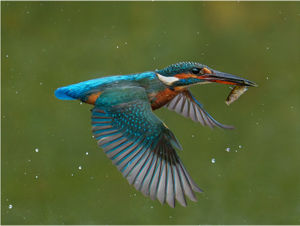 Ian Rowley - Kingfisher