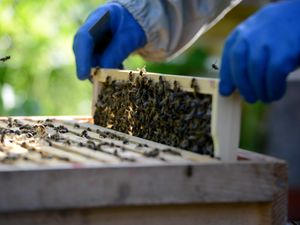 Supporting image for story: Beekeeper's smoke machine believed to be cause of Shrewsbury car fire