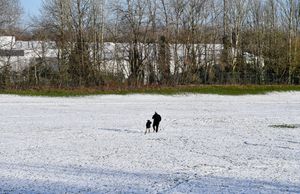 Snow arrives at Telford Town Park. Photo: Tim Thursfield