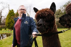 Harry is preparing for the British Alpaca Show at Telford International Centre this weekend