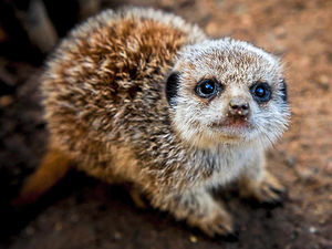Supporting image for story: Pictures: Meerkat pups pop up at Shropshire college