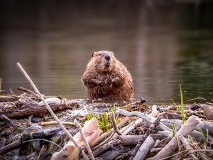 Supporting image for story: Learning from beavers to stem the River Severn floods