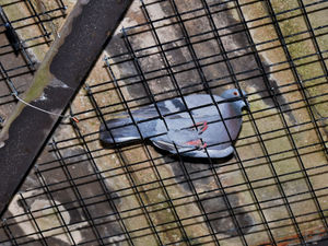 Supporting image for story: 'New solutions' in Shrewsbury pigeon mesh row after 30 birds rescued