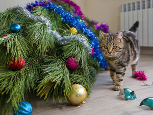 Supporting image for story: Heather Large: My Christmas tree test for a mountaineering moggie