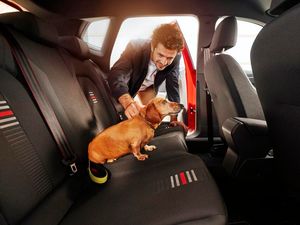 Supporting image for story: Driving with a dog in the car makes motorists more cautious and less stressed