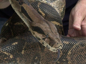 Supporting image for story: Fake report of snake release closes part of Shrewsbury's Quarry