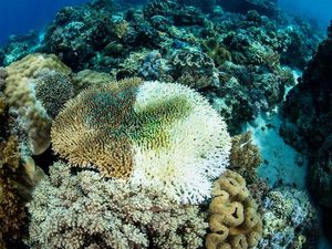 Supporting image for story: A third of the Great Barrier Reef’s coral suffered ‘catastrophic die-off’ during 2016 heatwave, scientists say