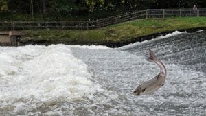 Robin Bennett captured this photo of the Salmon in Shrewsbury