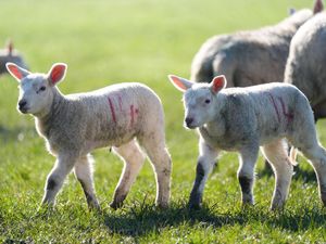 Newborn lambs during a bright and chilly morning in the village of Bishop’s Itchington in Warwickshire