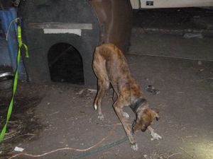 Supporting image for story: Lifetime ban for couple who left 30 starving and trapped animals in faeces-laden scrapyard