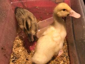 Supporting image for story: Pet ducklings dumped in plastic tub at Wolverhampton park