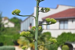 A close up of Hilary Chappin's stunning rare flower which has bloomed from her 50-year-old Agave plant.