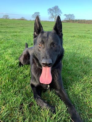The two suspects were caught by police dog, PD Snow. Photo: West Midlands Police.
