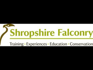 Supporting image for story: Missing eagle found after escape from Shropshire bird centre