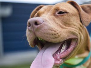Supporting image for story: Pet translators and health tracking implants are the gadgets of the future, according to Amazon