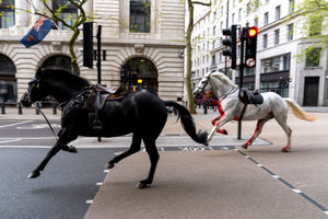 Two horses on the loose in London near Aldwych on Wednesday      Photo: Jordan Pettitt/PA Wire
            

