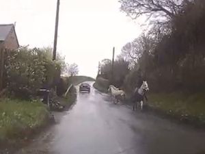 Supporting image for story: Video: Spooked pony tries to run away after driver fails to slow, spraying it with water