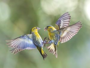 Supporting image for story: Blackcap karate kicks rival greenfinch in the beak in brutal bird fight
