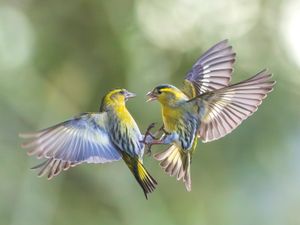 Supporting image for story: Blackcap karate kicks rival greenfinch in the beak in brutal bird fight