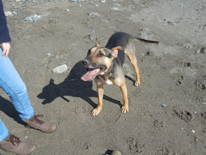 Supporting image for story: Underweight rescue dog rehomed in Stourbridge to feature on TV