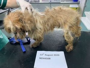 The dog has been named 'Roo' by RSPCA staff. Photo: RSPCA
