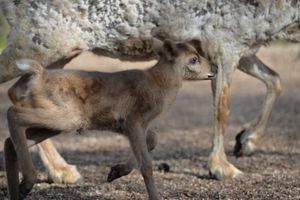 Dudley Zoo welcomed a baby Reindeer called Peach