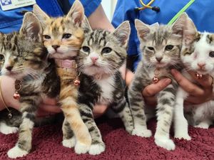 Supporting image for story: Vets team saves poorly kittens dubbed the Peaky Blinders