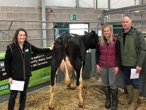 Supporting image for story: Heifers win top two prizes at Shrewsbury Dairy Show and Sale