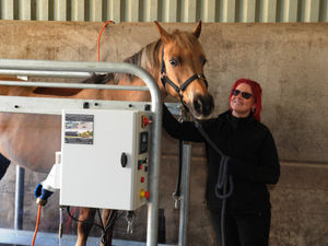 Supporting image for story: New equine rehabilitation business opens 