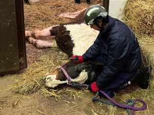 Supporting image for story: Fire crews right downed horse