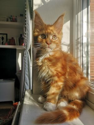 Pintxo the cat, who won the Ginger Cat competition