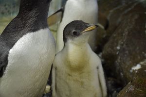Flash the penguin chick a few days old at the National Sea Life Centre