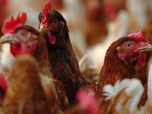 Supporting image for story: Chicken unit set to double to over 60,000