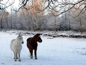 Supporting image for story: Snowy scenes show a magical Cannock Chase