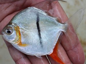 Myloplus sauron - a species of vegetarian piranha (known as a pacu) from Brazil that was named after the Lord Of The Rings villain due to its flame orange fins and black stripe reminiscent of the Eye of Sauron