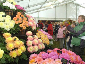Supporting image for story: An open letter to Shrewsbury Flower Show organisers