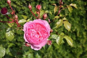 Penelope Lively English Shrub Rosa bred by David Austin at Albrighton ,Shropshire. 