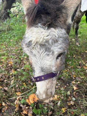 Freebie was uninjured after their ordeal. Photo: Mid and West Wales Fire and Rescue Service