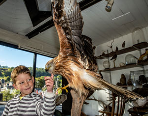 Six year old William Forsey with the Red Kite he and his family found dead in the road. Photo: Andrew Price, Viewfinder