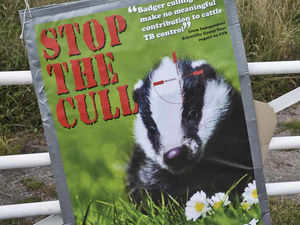 Supporting image for story: Ludicrous claims over the decline of wildlife in the UK