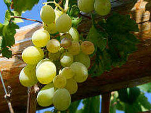 Supporting image for story: Floods mean smaller vineyard crops