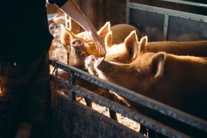 some of the pigs on Treflach Farm