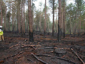 Supporting image for story: Hope that rain may aid crews tackling blaze