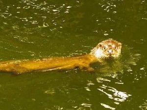 Supporting image for story: 'Wonderful' news as otter spotted in Wolverhampton canal after decades of absence