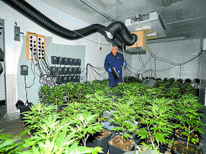 Supporting image for story: 1,000 cannabis plants found on West Bromwich estate