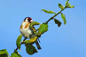 Supporting image for story: Stafford photographer exhibiting work at Cannock Chase Museum